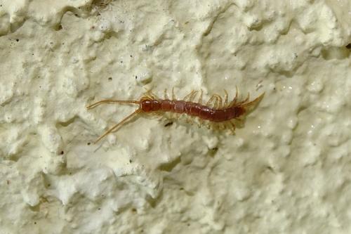 Lithobius sp.