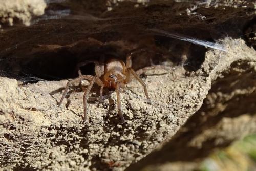 Drassodes_sl sp.