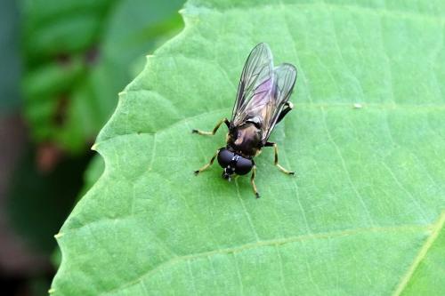 Xylota segnis