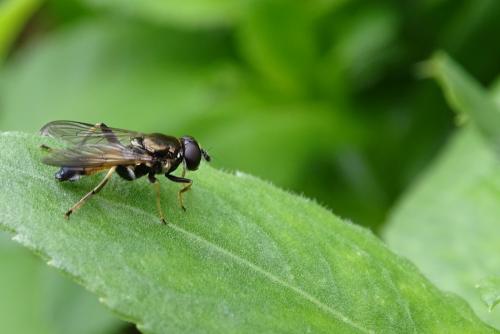 Xylota segnis