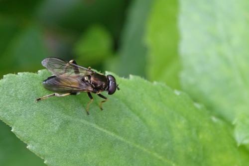 Xylota segnis