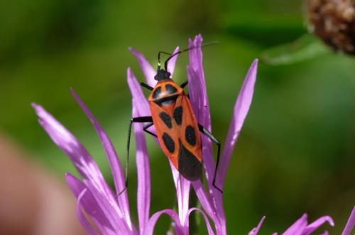 Réf. 184 154 : Calocoris nemoralis