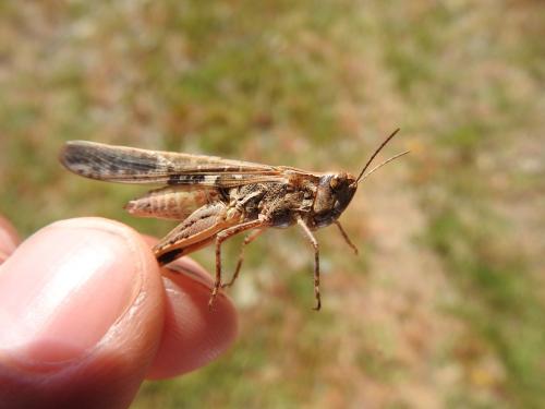 Aiolopus sp.
