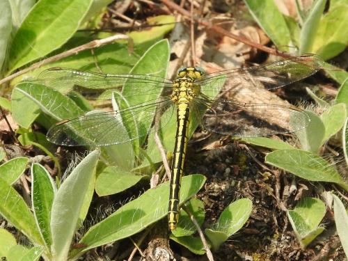 Réf. 184 147 : Gomphus simillimus