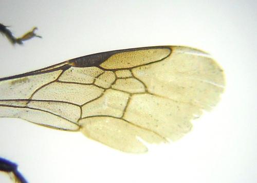 Ceratina cucurbitina