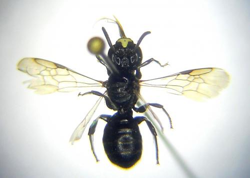 Ceratina cucurbitina