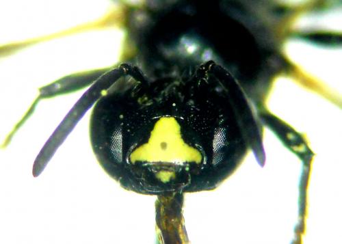 Ceratina cucurbitina
