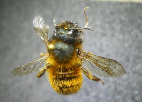 Osmia tricornis