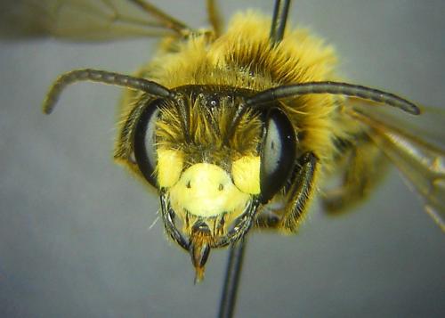 Andrena labialis