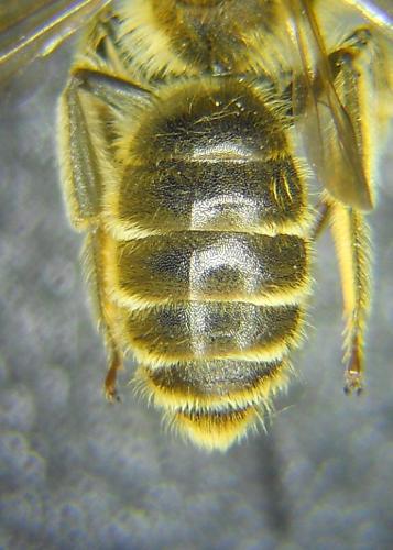 Réf. 184 900 : Andrena labialis