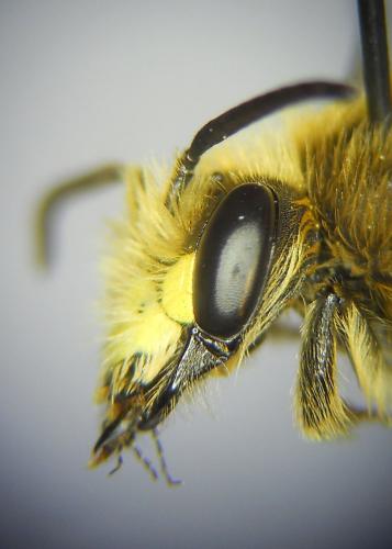Andrena labialis