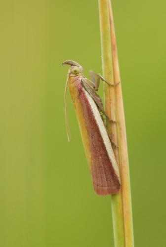 Oncocera semirubella