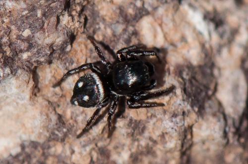 Réf. 184 639 : Heliophanus sp.