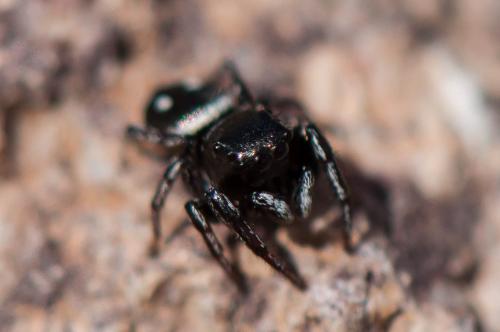 Réf. 184 959 : Heliophanus sp.