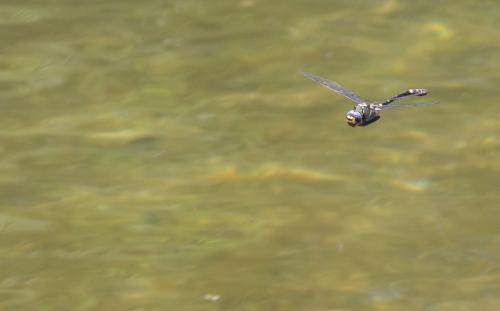 Macromia splendens