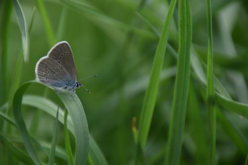 Réf. 184 319 : Cyaniris semiargus