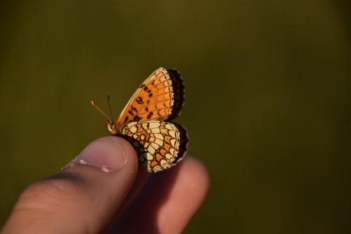 Melitaea parthenoides