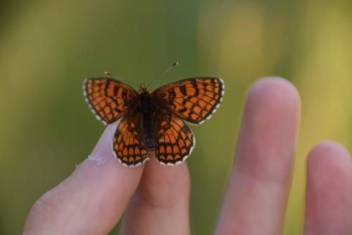 Melitaea parthenoides