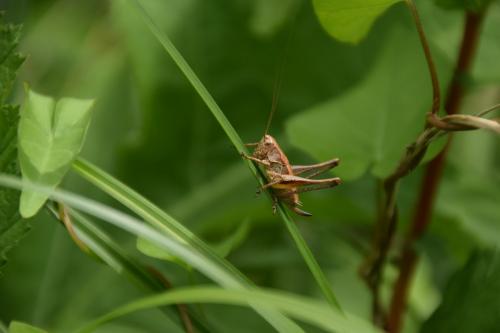 Pholidoptera griseoaptera