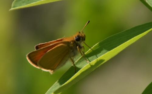 Réf. 184 976 : Thymelicus lineola