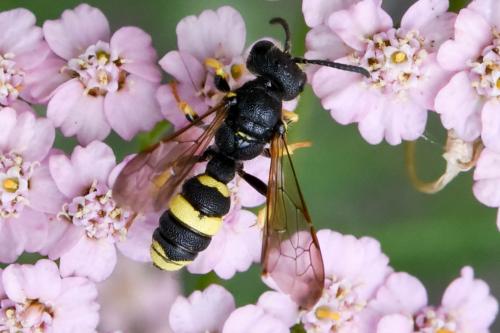 Réf. 184 993 : Cerceris rybyensis