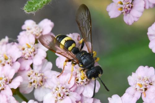 Réf. 184 994 : Cerceris rybyensis