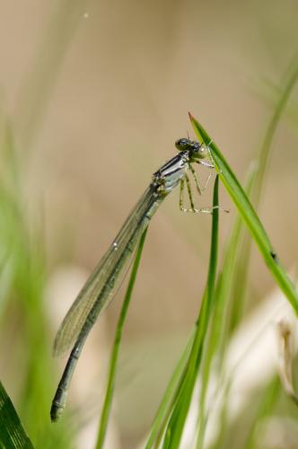 Erythromma lindenii
