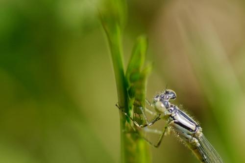 Erythromma lindenii