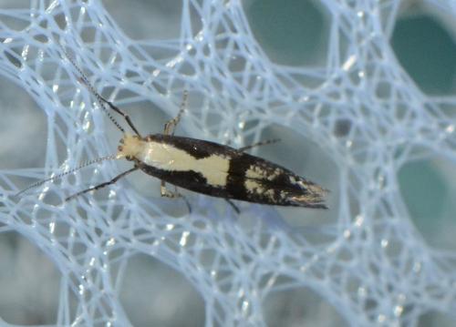 Argyresthia conjugella