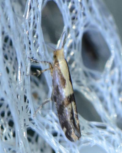 Argyresthia conjugella