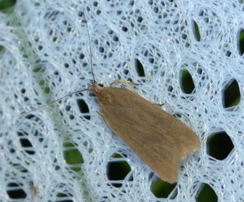 Acompsia cinerella