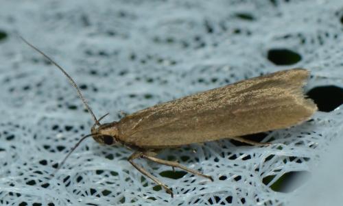 Acompsia cinerella