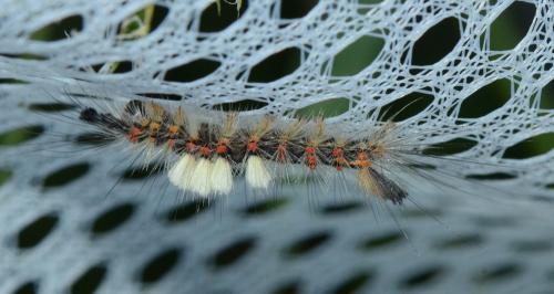 Orgyia antiqua