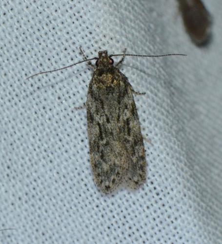 Réf. 184 949 : Gelechia muscosella