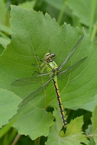 Réf. 184 159 : Ophiogomphus cecilia