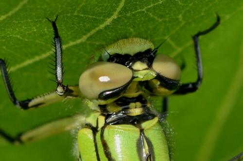 Réf. 184 157 : Ophiogomphus cecilia