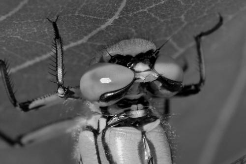 Ophiogomphus cecilia
