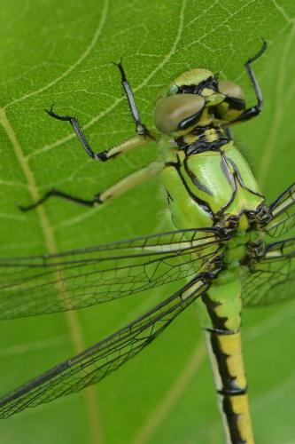 Réf. 184 158 : Ophiogomphus cecilia