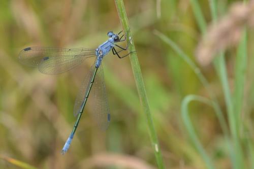 Réf. 184 596 : Lestes macrostigma