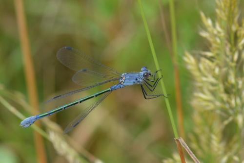 Réf. 184 588 : Lestes macrostigma