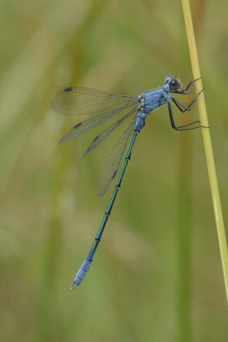 Réf. 184 597 : Lestes macrostigma