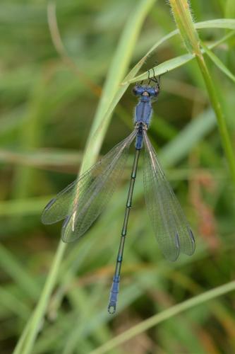 Réf. 184 599 : Lestes macrostigma