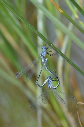 Réf. 184 600 : Lestes macrostigma