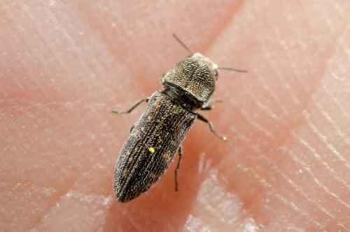 Acmaeoderella adspersula