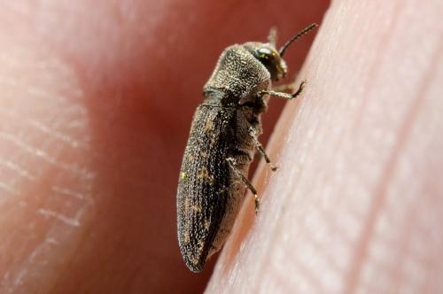 Réf. 184 052 : Acmaeoderella adspersula