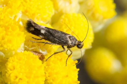 Réf. 184 344 : Scythris sp.