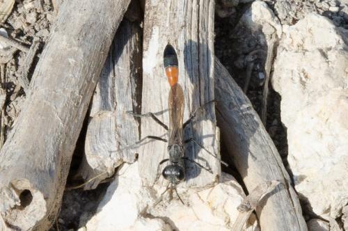 Réf. 184 691 : Ammophila terminata mocsaryi