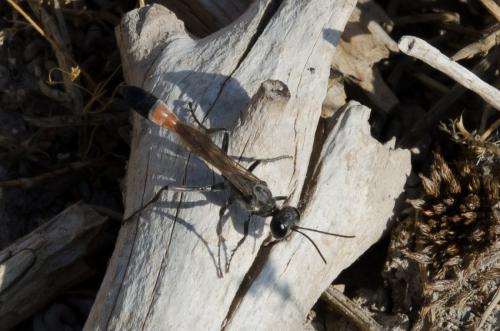 Ammophila terminata mocsaryi