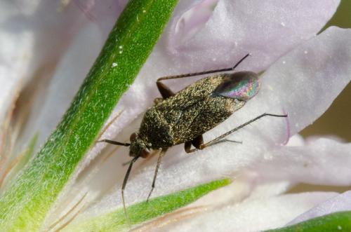 Réf. 184 343 : Lepidargyrus ancorifer