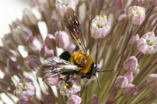 Réf. 184 359 : Andrena sp.